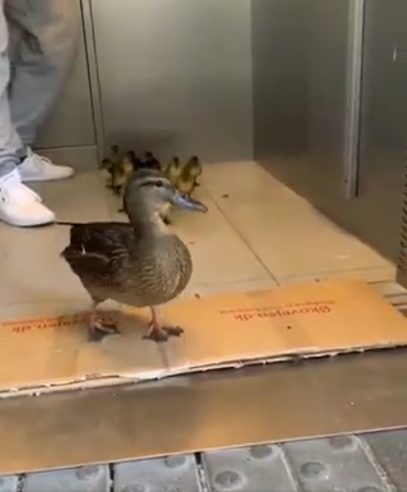 ænder står i elevator sammen med et menneske