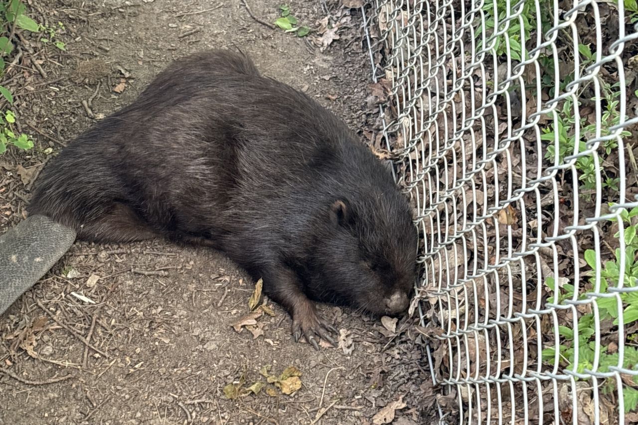 Bæver ligger på jorden op ad hegn og ser afkræftet ud.