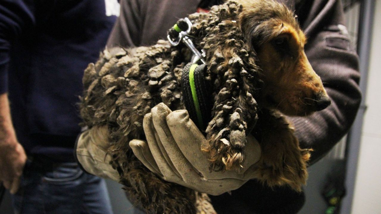 Mange af hundene var tynget af store klumper indtørret afføring. Foto: Dyrenes Beskyttelse cocker spaniel med lange ører er smurt ind i møg, og bliver holdt i hænder på et menneske med handsker på