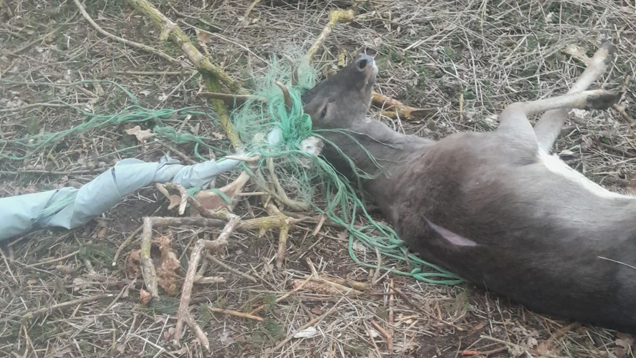 dåvildt ligger på jorden og er fanget i net i skoven