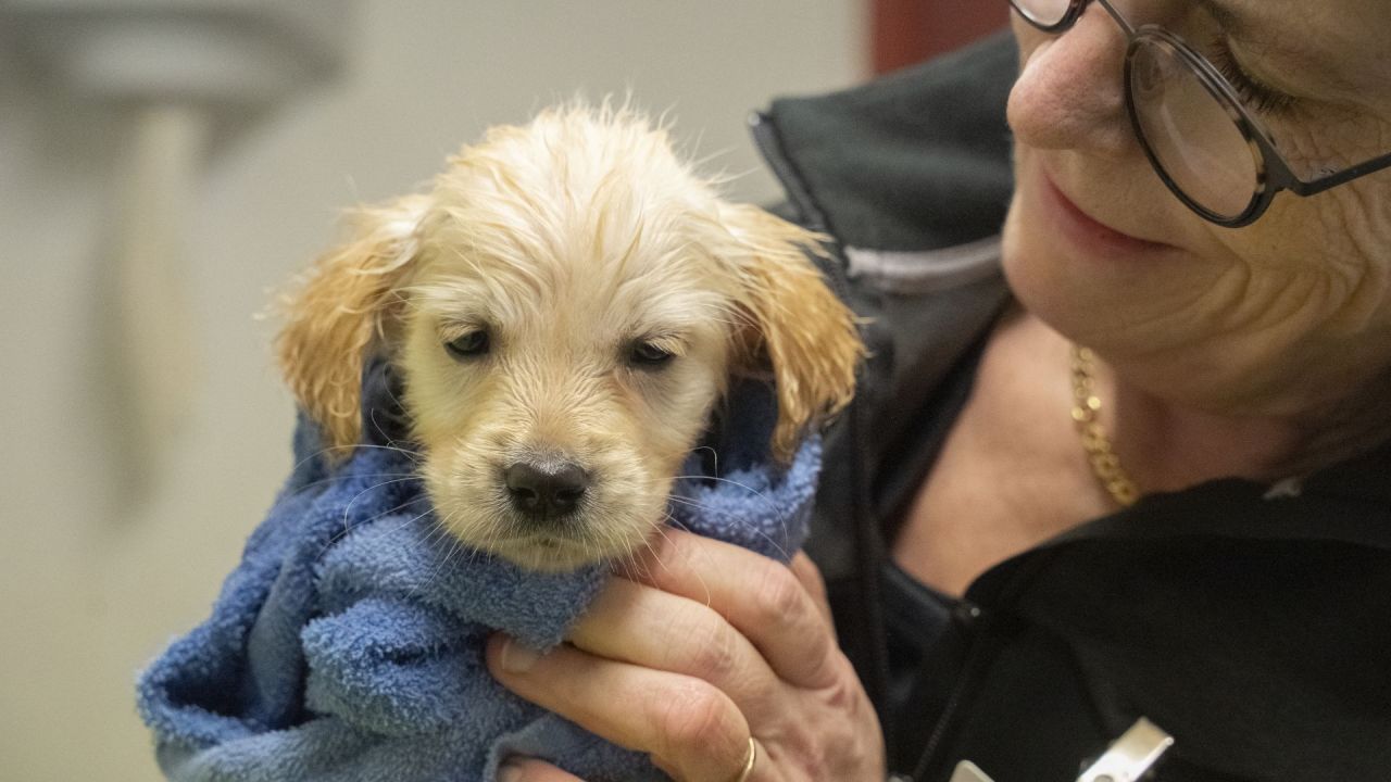 På trods af lang tid uden næring, virkede hundene søde og godmodige. Foto: Dyrenes Beskyttelse lille golden retriever-hvalp holdes omsvøbt i et blåt håndklæde