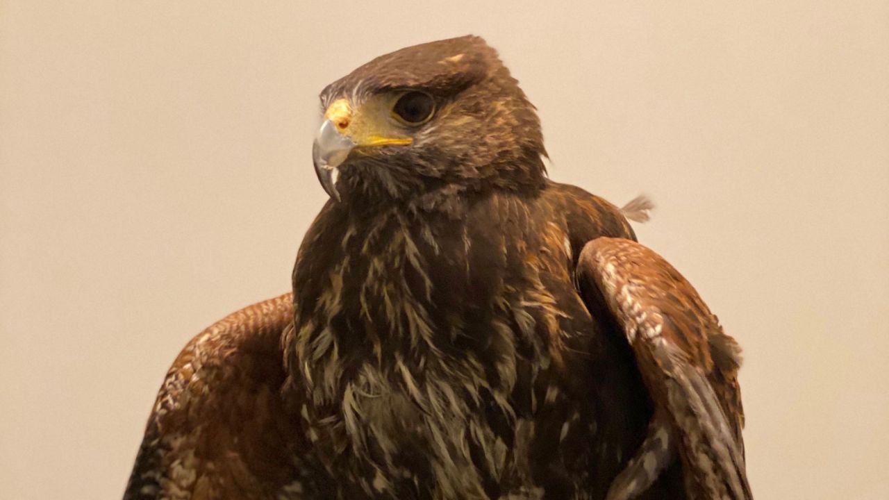 brun høg med gult/sølv næb ser en smule fortumlet ud. 