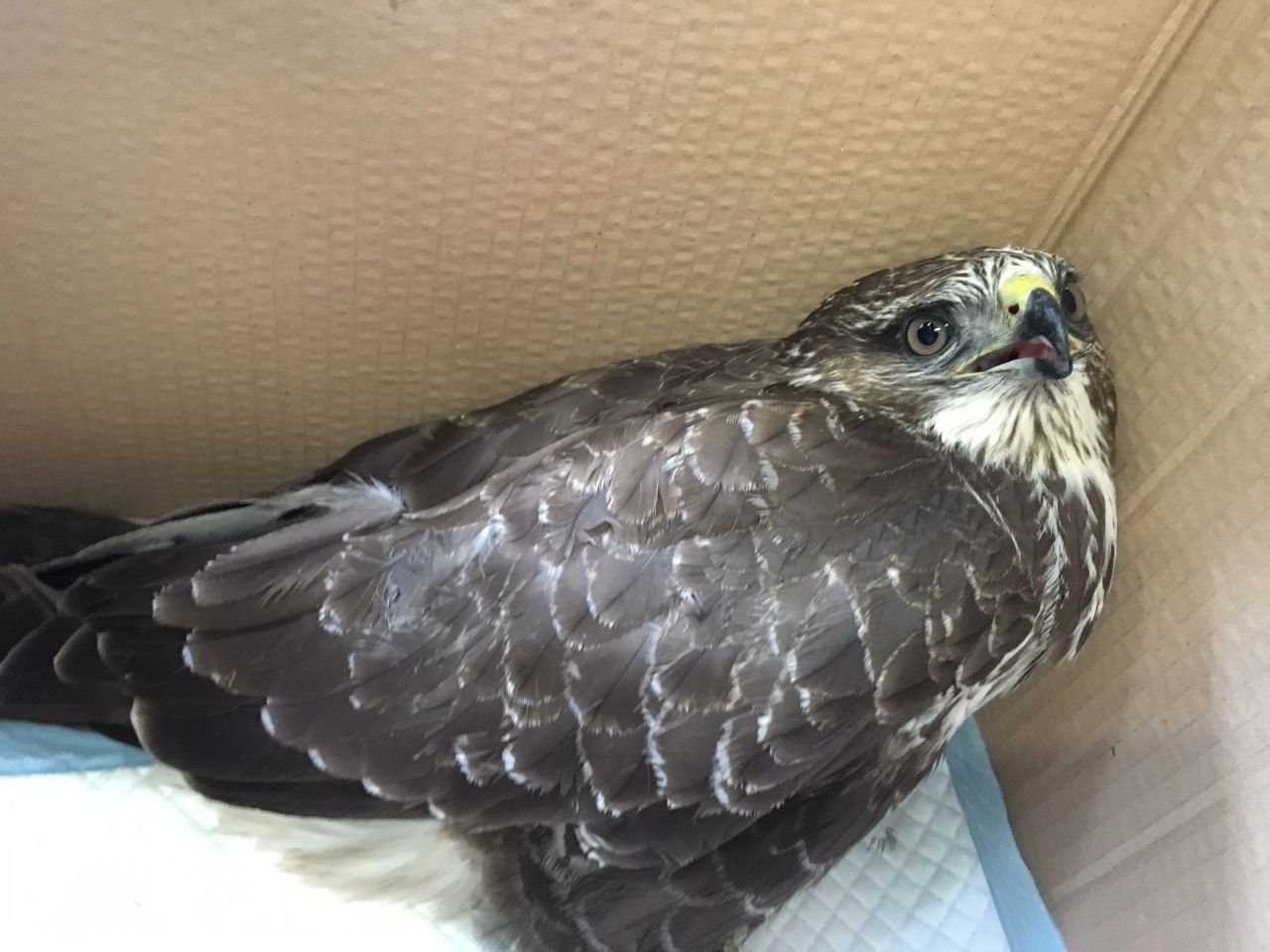 musvåge sidder i kasse efter at være blevet reddet og ser skræmt ud