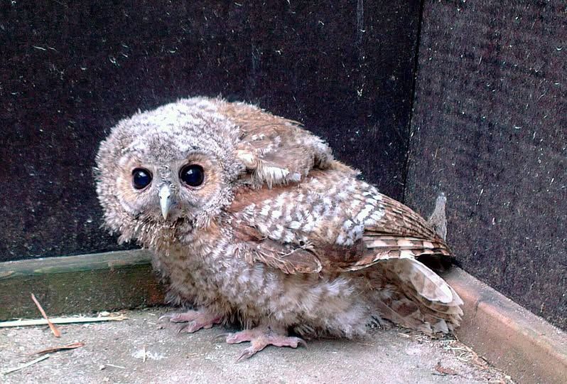 lille natugle sidder i et hjørne og ser fortumlet ud