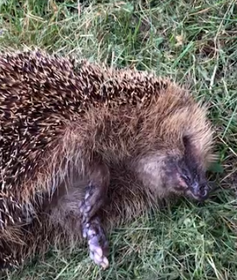 pindsvin ligger på siden i græsset og ser meget afkræftet ud