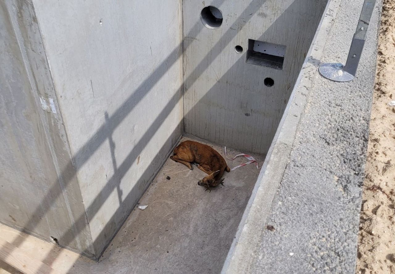 rådyr ligger sammenrullet i betonhul