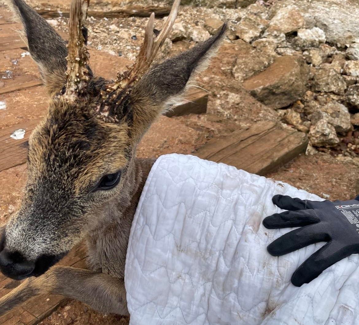 rådyr med gevir ligger på jorden og har et tæppe over sig