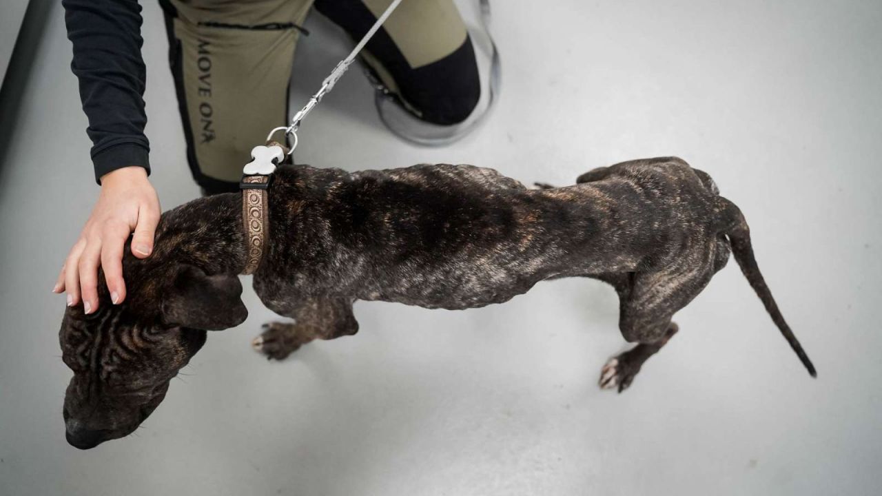 Sigurds foderstand ved ankomsten til dyreinternatet var et uhyggeligt syn. Foto: Catrine Cocks/Dyrenes Beskyttelse meget tynd hund står på gulvet og er set ovenfra