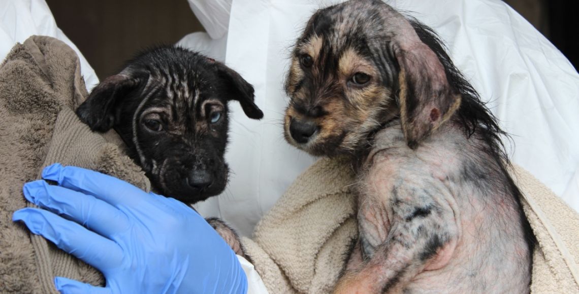 Hundene havde været udsat for helt uacceptabel selvbehandling med terpentin, som havde tæret hårdt på dem. Foto: Dyrenes Beskyttelse to hunde bliver holdt i håndklæder