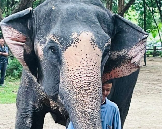 elefant står på åben plads, og et menneske står ved dens hoved