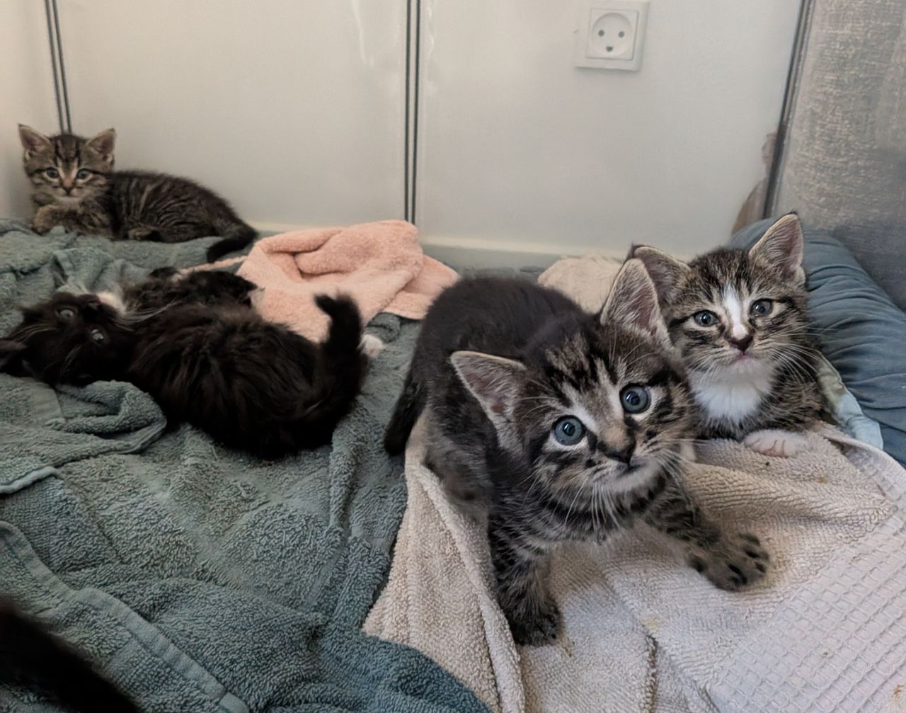 I dag har killingerne fundet varme i plejefamiliens trygge rammer. De leger, tumler og vokser sig stærkere for hver dag – med hver deres spirende personlighed. Foto: Privat/Dyrenes Beskyttelse Fem killinger opholder sig i et afgrænset område med håndklæder og tæpper. To af killingerne kigger mod kameraet, én ligger ned i baggrunden, og to andre ses delvist i billedet. Tre er stribede, og to er sorte.