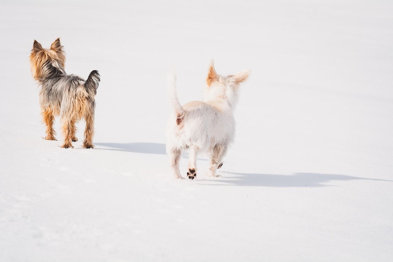 to små terriere går henover sneen