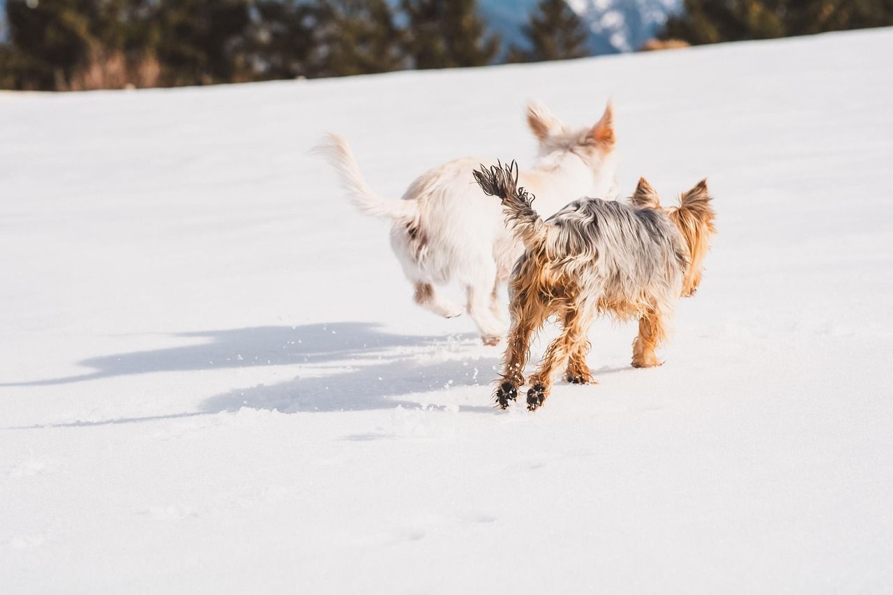 to små terriere går henover sneen
