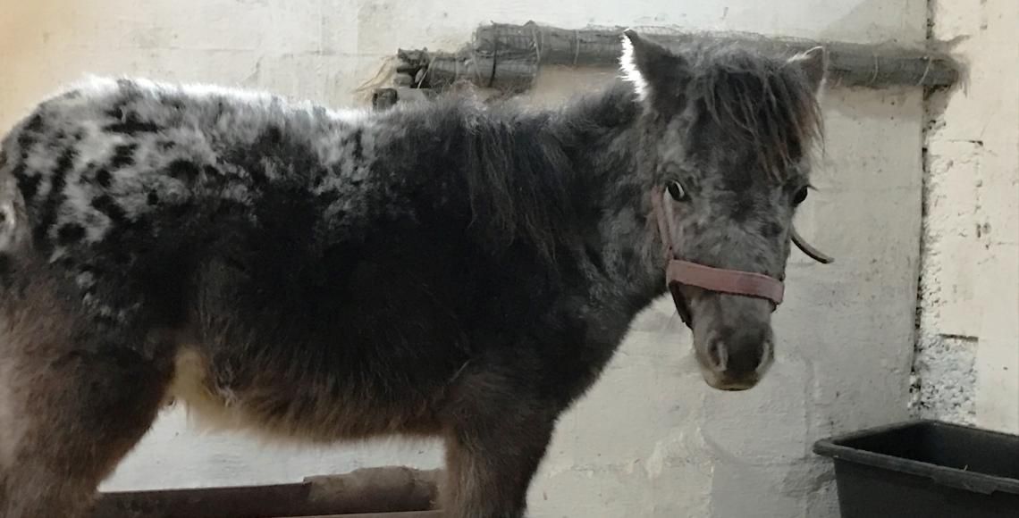 Hoppen Perle var en af de heste, som fik et nyt liv, der burde være alle heste forundt. Foto: Dyrenes Beskyttelse sort hest står med lang, uplejet pels