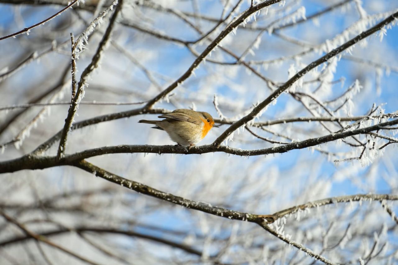 En rødhals på en frostklædt gren