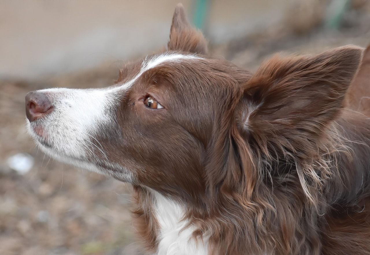 brun collie close up 