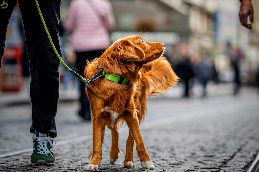 Hund med reflekshalsbånd og reflekssnor