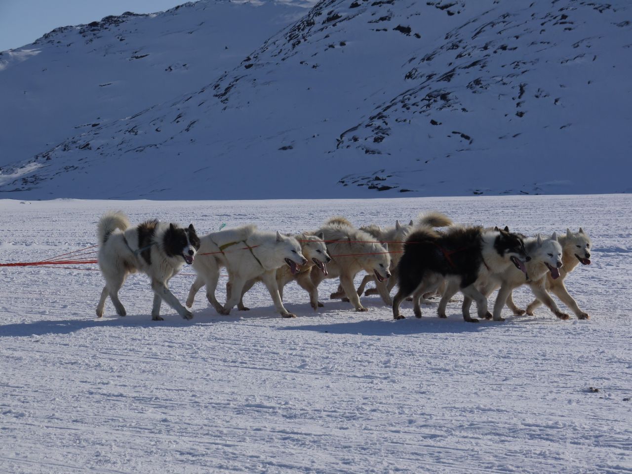 en flok slædehunde trækker en slæde henover sneen