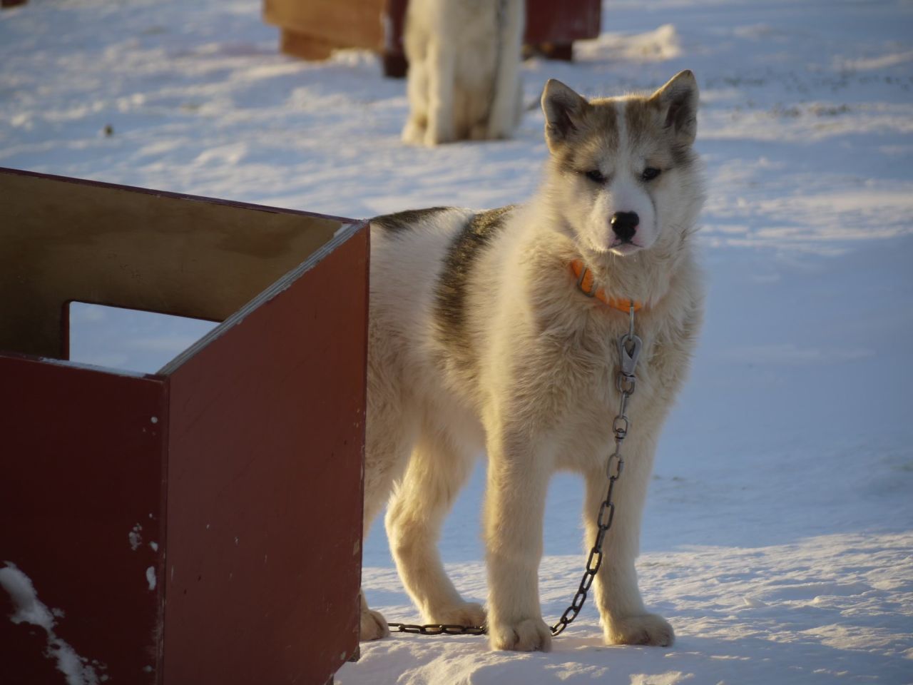 Slædehund står foran kasse i sneen