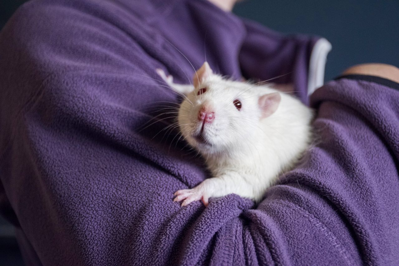 hvid rotte sidder i armen på person med lilla trøje