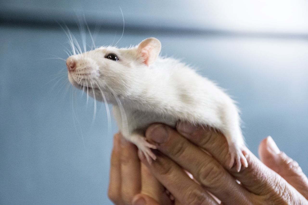 hvid rotte bliver holdt af to hænder