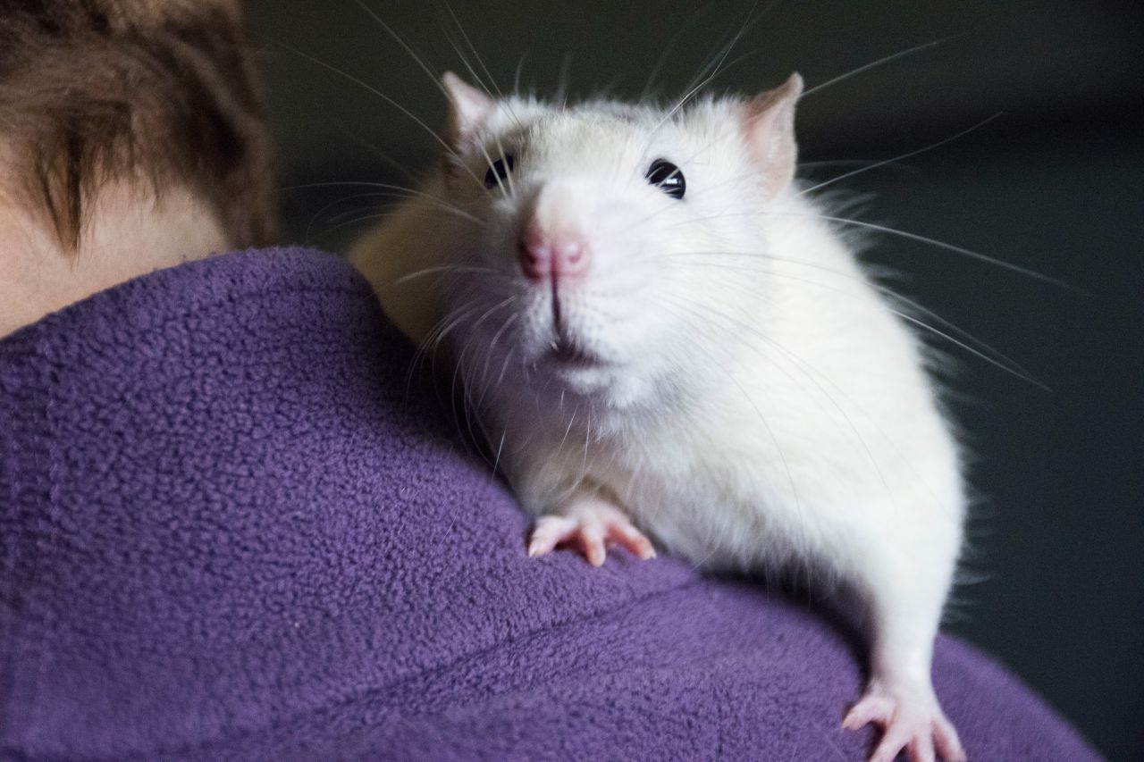hvid rotte sidder på skulder af person med lilla trøje og kigger nysgerrigt