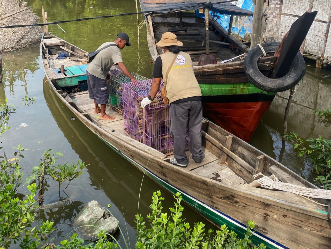 Udsætningsområdet lå i Karang Gading Wildlife Sanctuary og blev nået via floden med motorbåd – en tur på cirka en time fra landsbyen Selotong i Secangkang. Foto: Scorpion Foundation To mænd står i en lille træbåd på en flod og læsser bure med aber over fra en større træbåd. Bådene ligger side om side i et grønt, frodigt område med mangrove i baggrunden. Buret indeholder langhalede makak-aber.