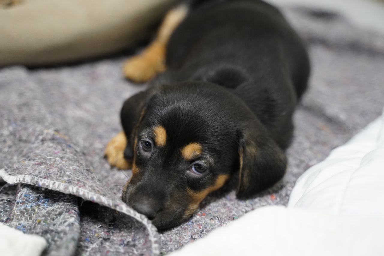 Lille sort hvalp ligger på gråt tæppe og ser trist ud