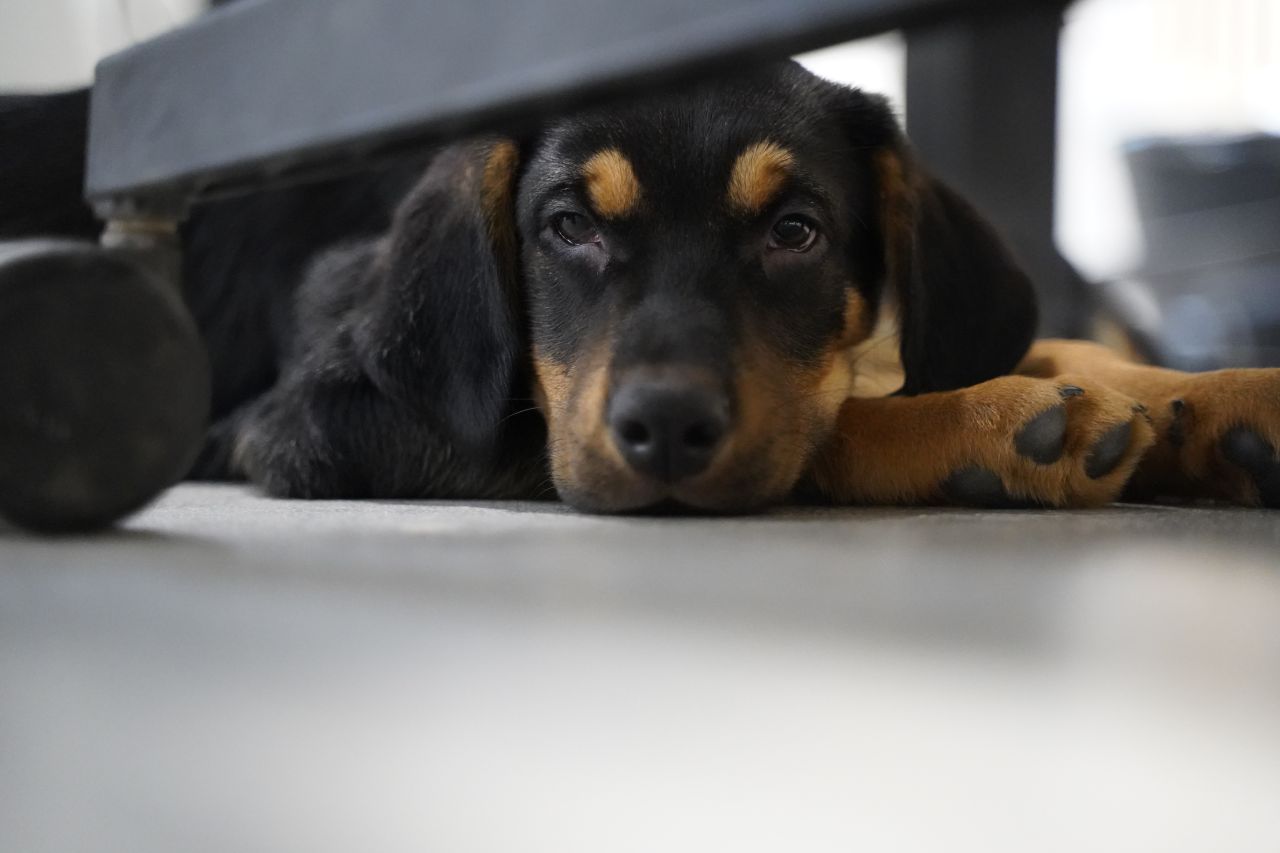 Lille sort hvalp ligger under stol og slapper af