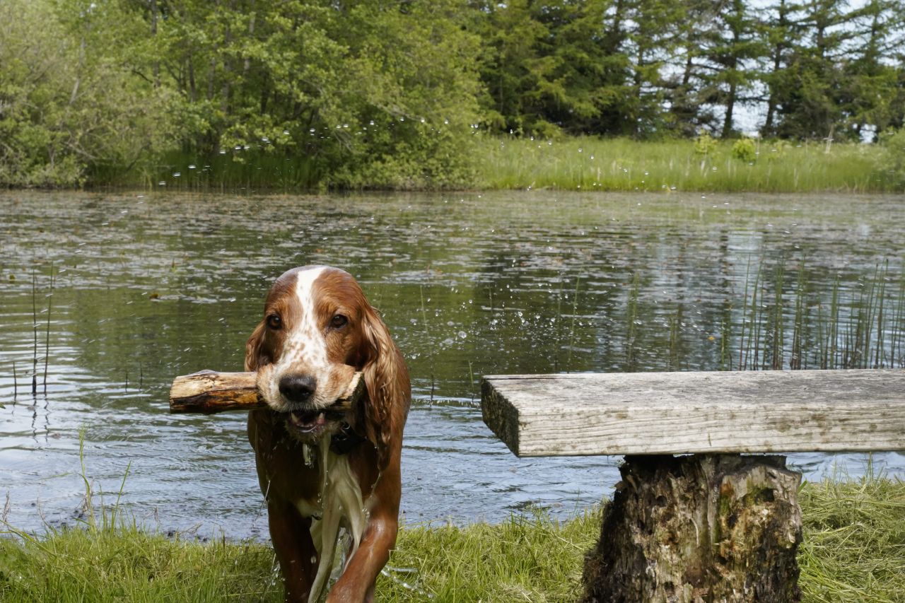 Hund er drivvåd og har pind i munden. Den står foran sø
