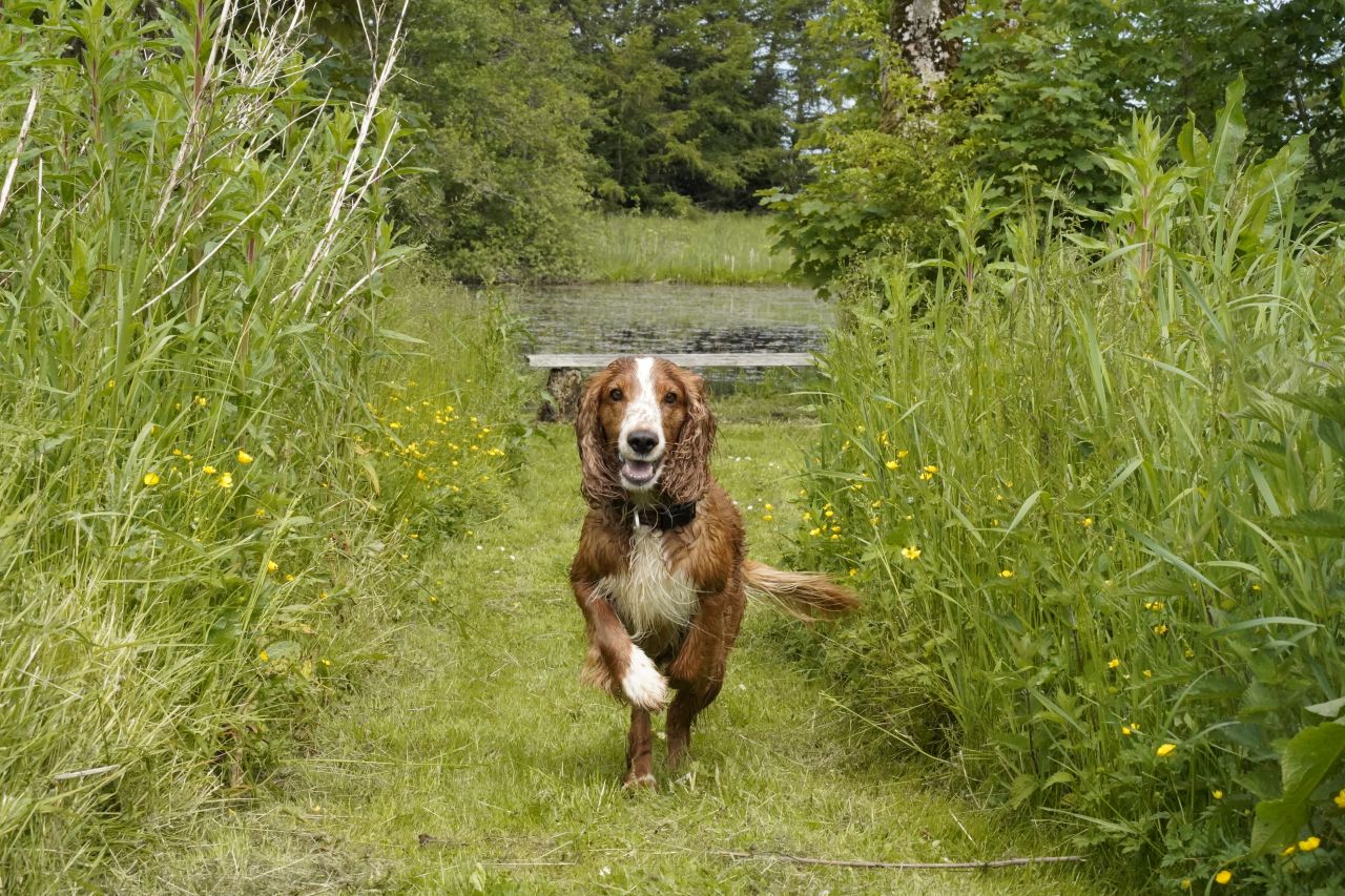 Våd hund kommer løbende ad græssti