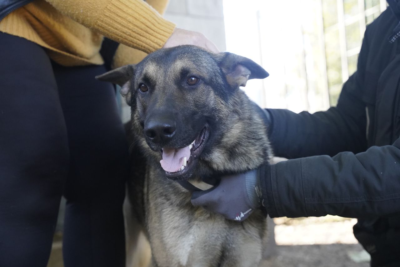 Stor hund med mørk pels bliver holdt af to personer. Hunden ser rolig og tryg ud og har munden åben som i et smil.