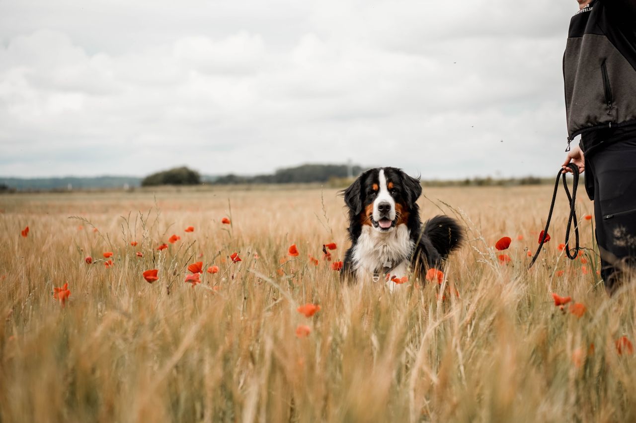bernersennen løber i mark med valmuer ved siden af menneske