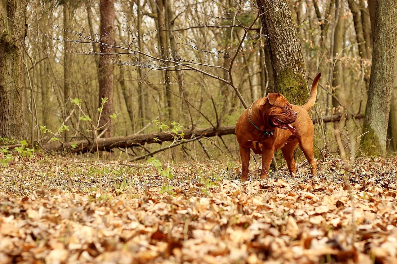 brun hund står i skovens efterårsfarver