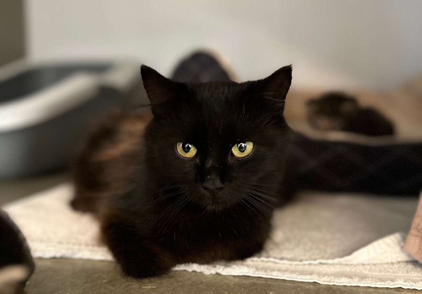 Beauty ankom alene til internatet, uden sine killinger – og med et trist  blik, der bar præg af alt det, hun havde været igennem. Foto: Stine Skov-Jensen/Dyrenes Beskyttelse En sort hunkat ligger på et hvidt håndklæde og kigger mod kameraet. I baggrunden ses en kattebakke og en mørk kattehule. Der ligger mindst én killing bag hende, delvist ude af fokus.