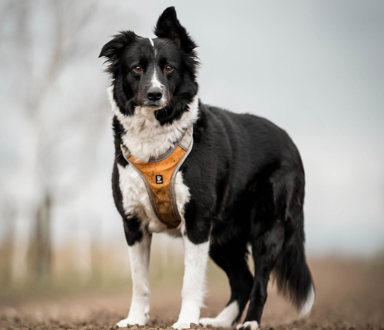 collie