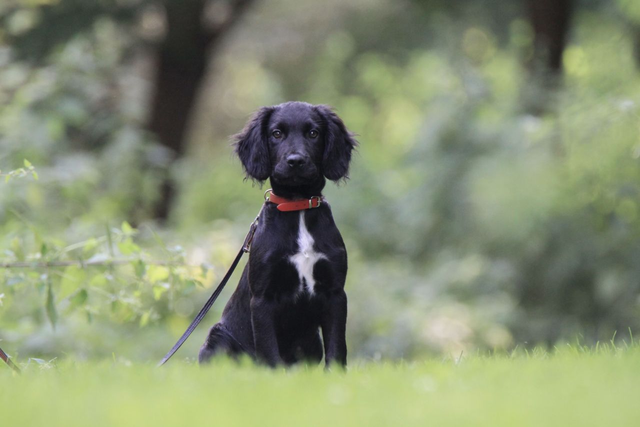 sort hund sidder på græs og er langt væk