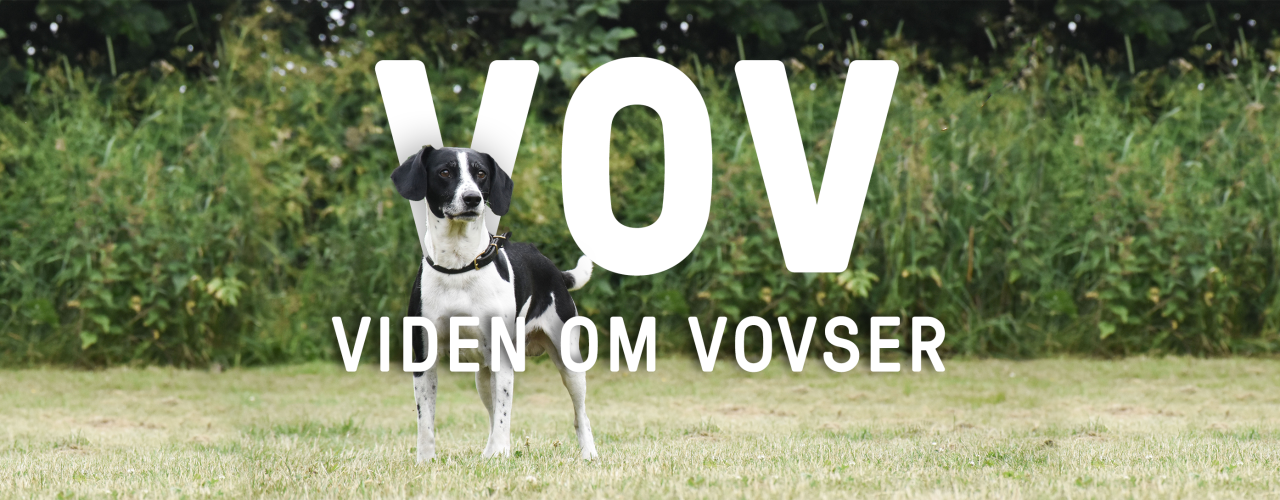 Billede af opmærksom hund omgivet af dekorativ tekst der siger "Viden om Vovser"