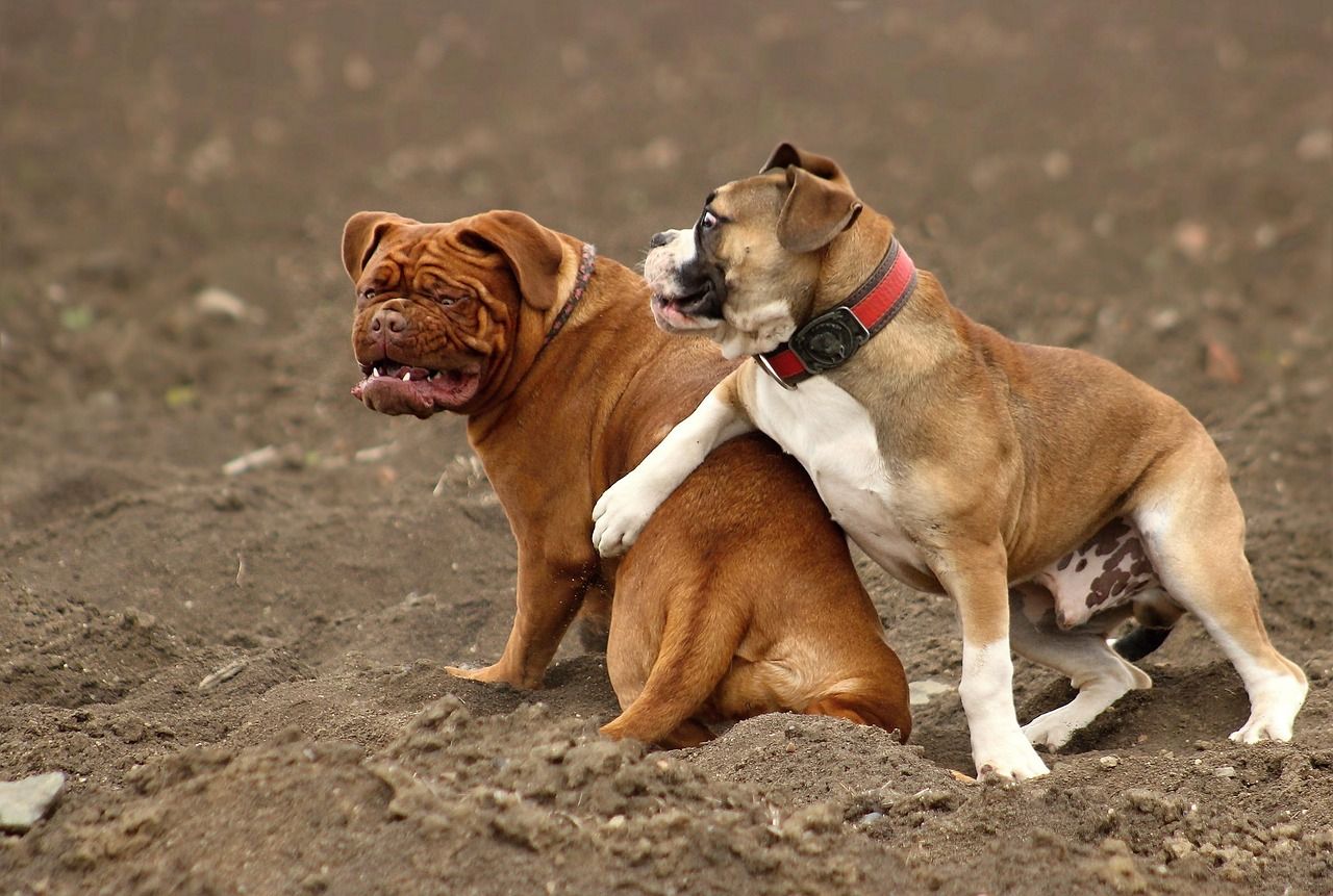 to store hunde sidder sammen. Den ene har poten henover ryggen på den anden
