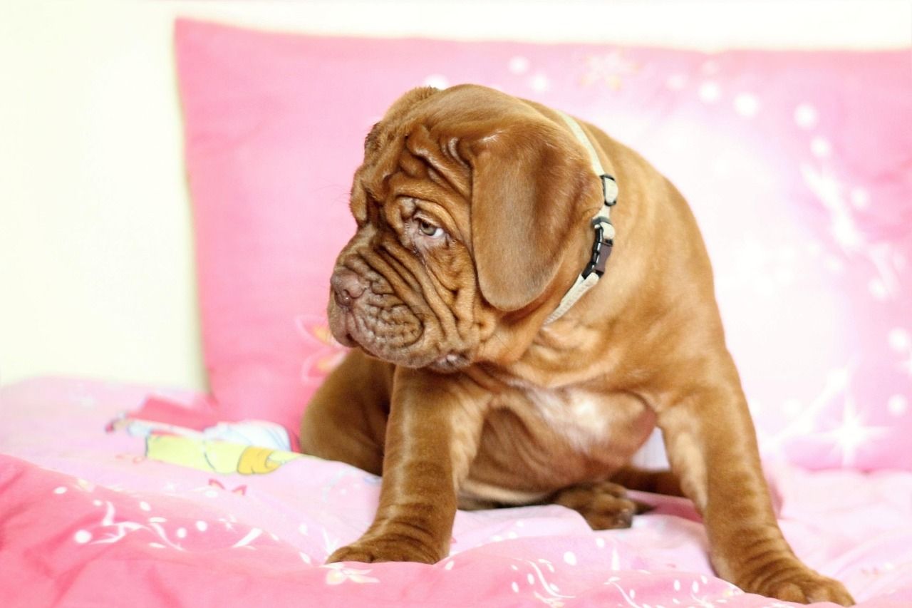 lille, brun hvalp sidder på seng med lyserødt sengebetræk