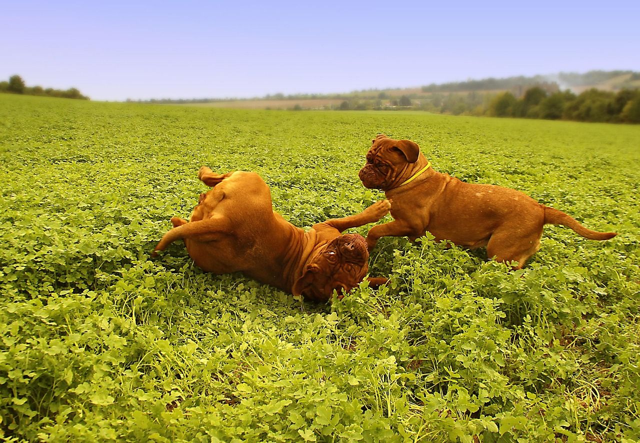to hunde leger ude på en grøn mark