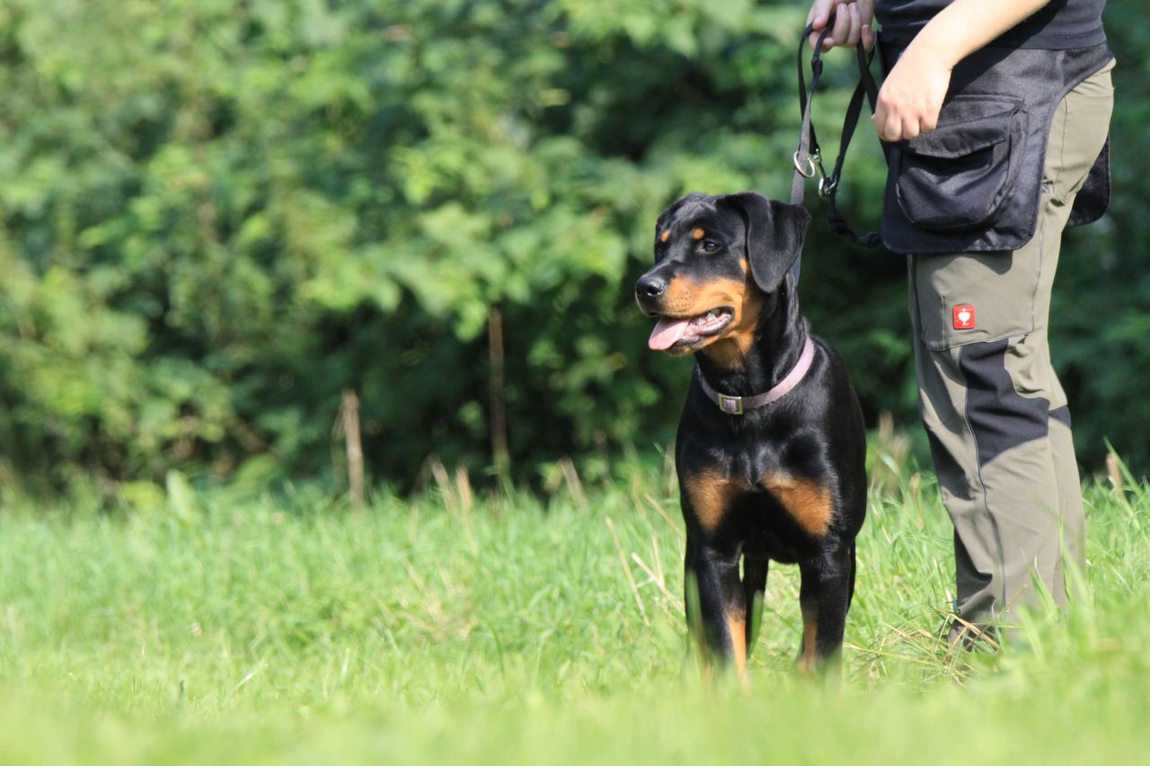 sort hund står med menneske ude på græseng
