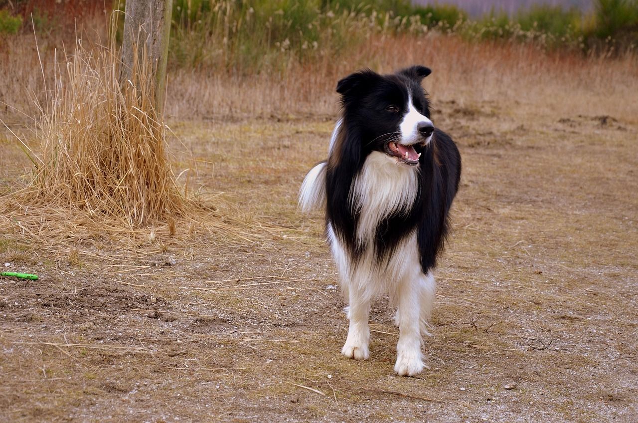 sort og hvid border collie står på grus 
