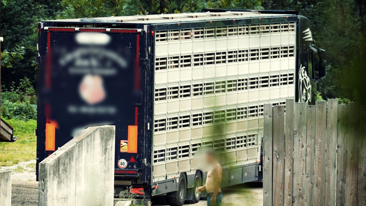 Lastbilen med grisene ombord stod stille direkte i eftermiddagssolen i en time. Foto: Dyrenes Beskyttelse