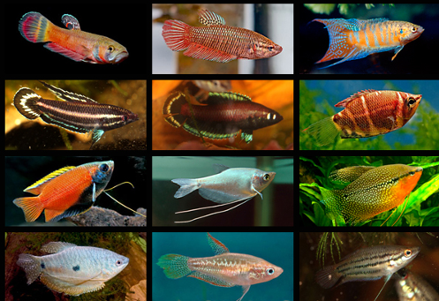 skal nok skiftes. foto: f. ingemann hansen, helene schoubye