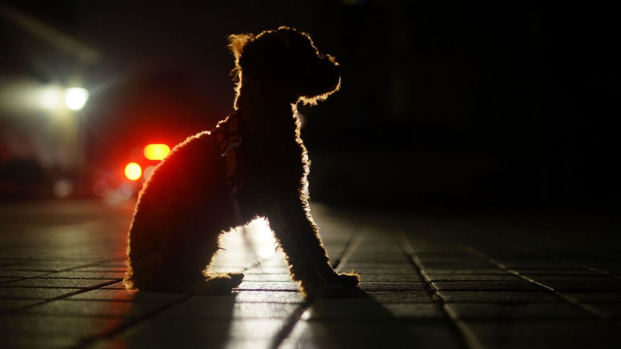 Hund sidder ned i mørke med en bil kørende imod sig