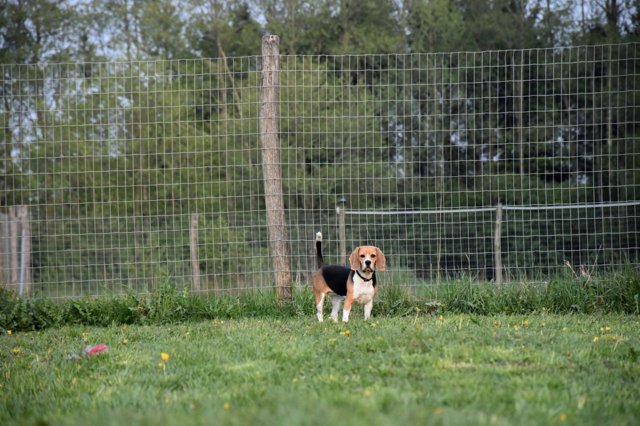 hund står på græsplæne meget langt væk