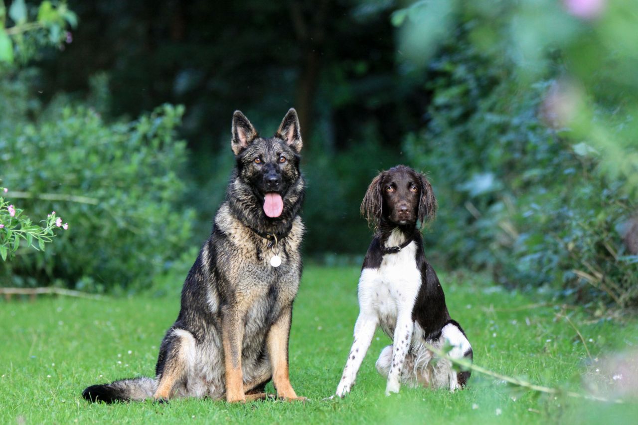 schæfer og cocker spaniel sidder side om side på græsplæne