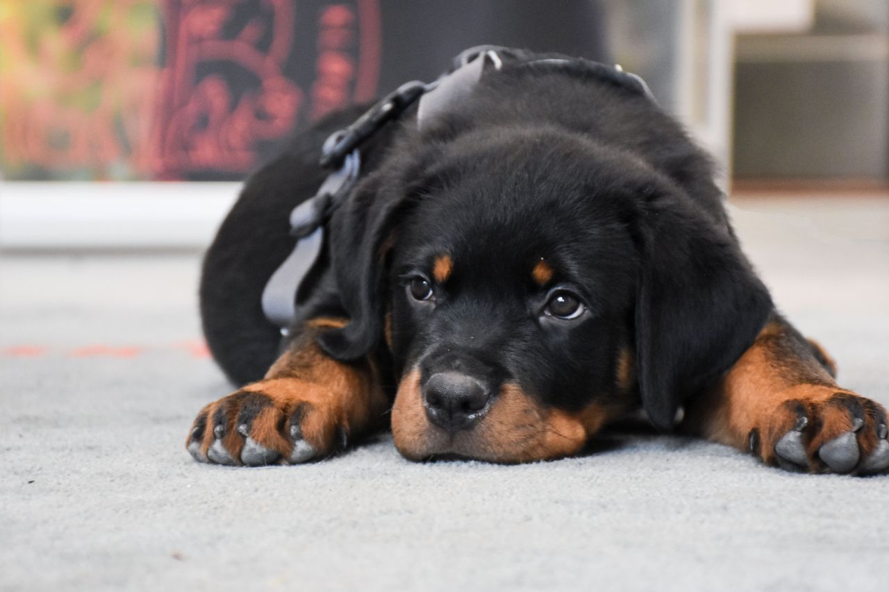 sort hvalp ligger på tæppe med hovedet helt ned i gulvet