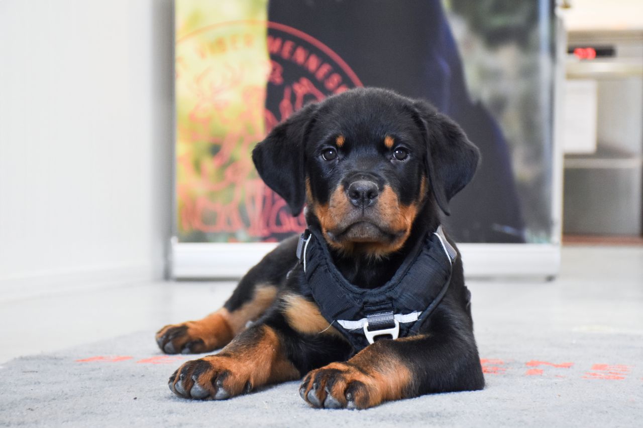 hvalp kigger interesseret ind i kamera fra gulvet af